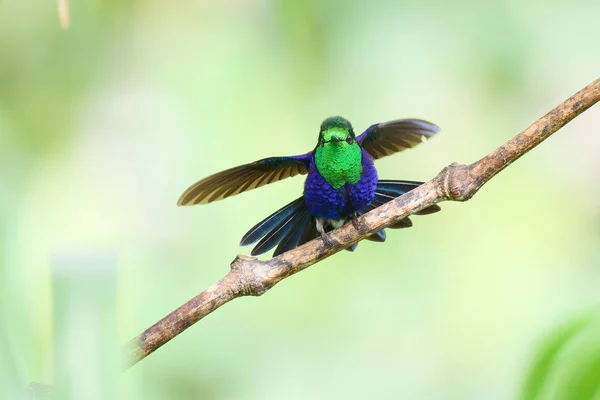 bird Violet-bellied Hummingbird - Damophila julie - Colibr Pechiverde