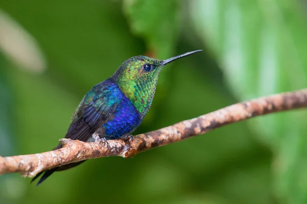 bird Violet-bellied Hummingbird - Damophila julie - Colibr Pechiverde