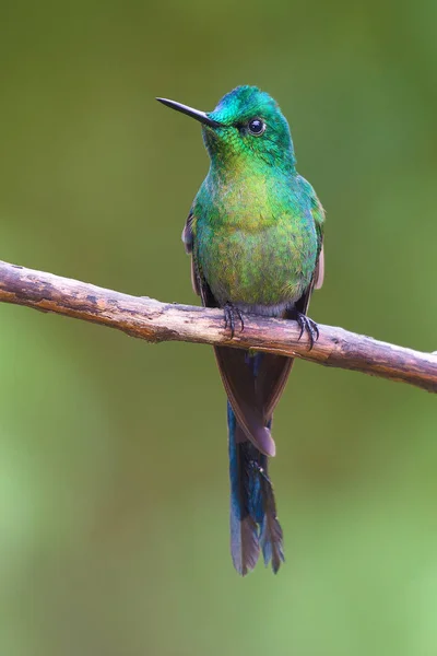 bird Violet-tailed Sylph - Aglaiocercus coelestis - Cometa Colivioleta