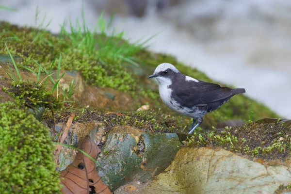 bird White-capped Dipper - Cinclus leucocephalus - Mirlo-acutico Suramericano