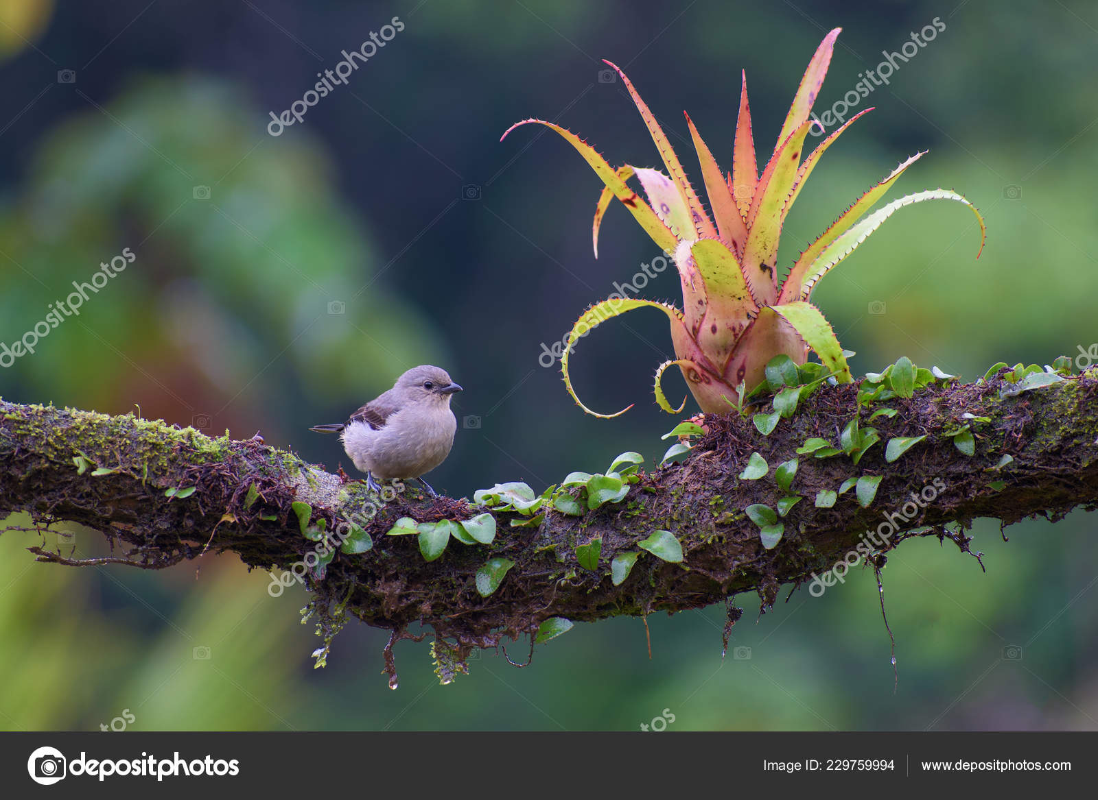 ᐈ Nice Bird Stock Photos Royalty Free Nice Bird Images Photos Download On Depositphotos ᐈ Nice Bird Stock Photos Royalty Free Nice Bird Images Photos Download On Depositphotos