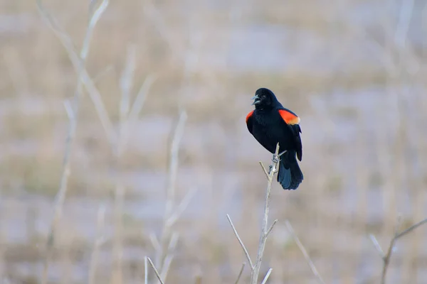 bird  Red-winged Blackbird - Agelaius phoeniceus - Tordo Sargento, Sargento