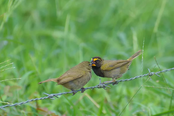 two birds Yellow-faced Grassquit - Tiaris olivaceus - Semillerito Cariamarillo, Gallito