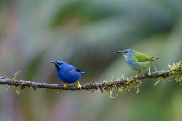 two birds Shining Honeycreeper, Male - Cyanerpes lucidus - Mielero Luciente, Picudo Patiamarillo, Macho