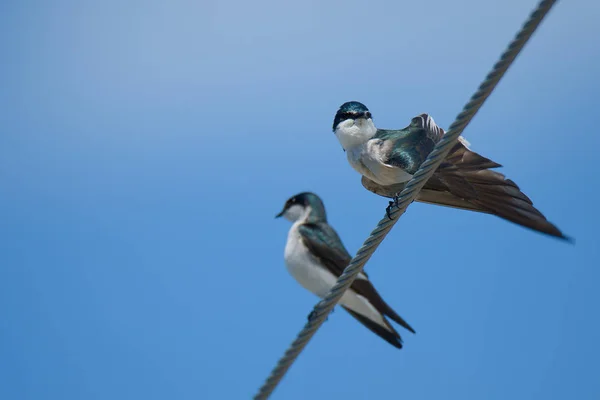 two birds, Mangrove Swallows, Tachycineta albilinea - Golondrina Lomiblanca