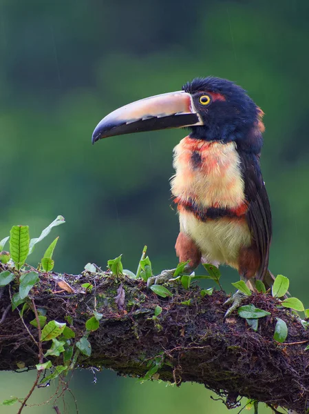 bird Collared Aracari, Juvenile - Pteroglossus torquatus - Tucancillo Collarejo, Cusingo, Juvenil