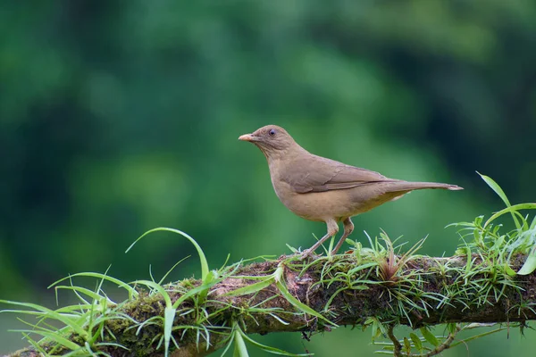 bird Clay-colored Thrush - Turdus grayi - Yiguirro