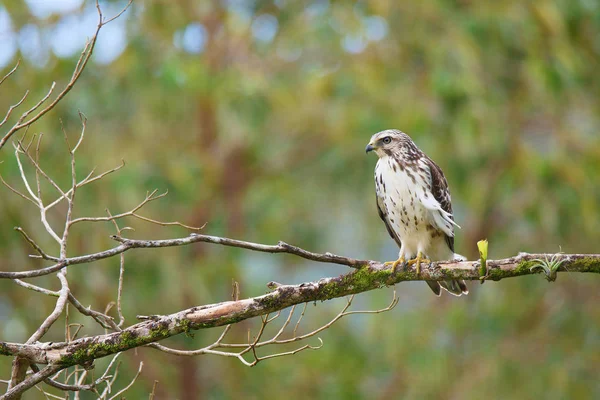 exotic bird Broad-winged Hawk, Buteo platypterus, Gaviln Aludo (Gaviln Pollero)