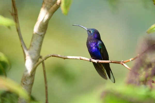 bird Violet Sabrewing, Male, Campylopterus hemileucurus, Ala de Sable Violceo