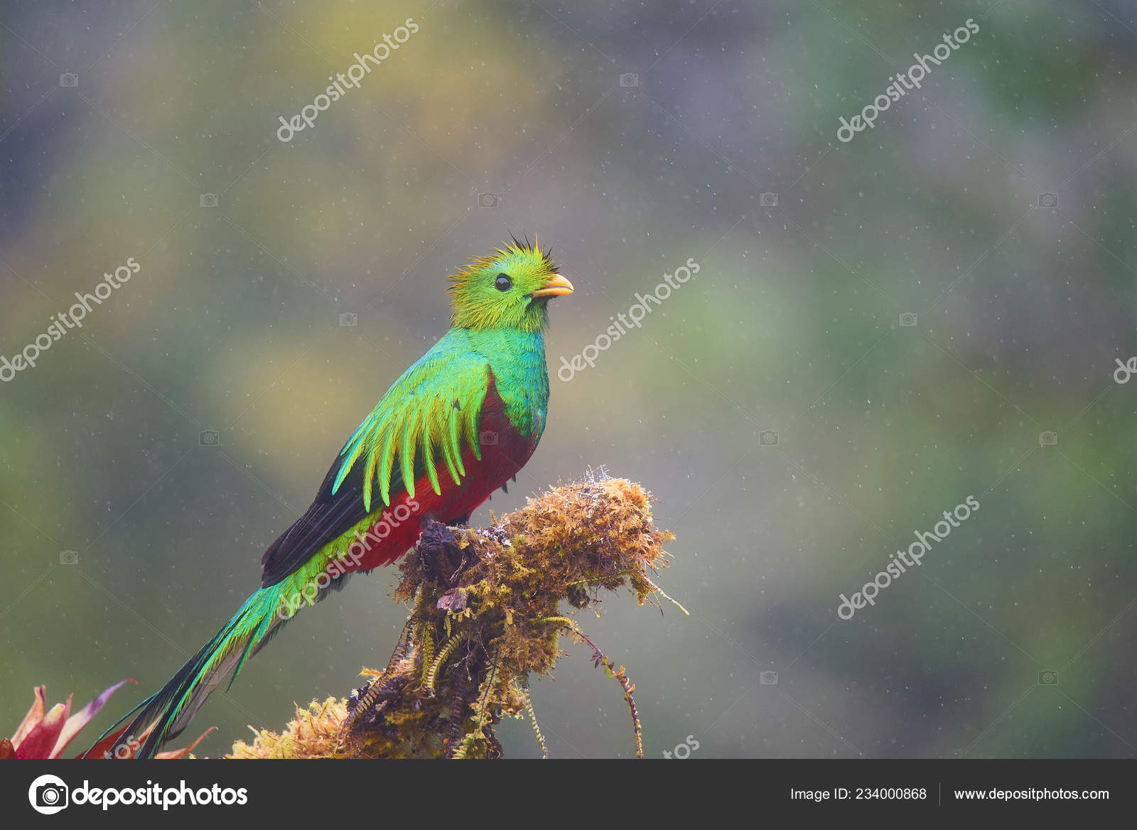 Exotic Bird Resplendent Quetzal Male Pharomachrus Mocinno Quetzal