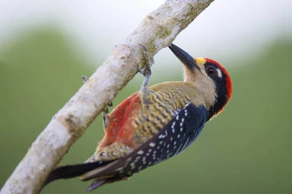 exotic bird Black-cheeked Woodpecker, Male, Melanerpes pucherani,  Carpintero Carinegro, Macho