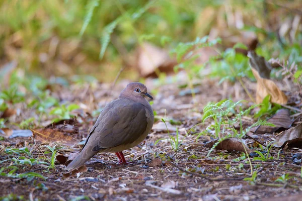 exotic bird White-tipped Dove, Leptotila verreauxi, Paloma Coliblanca