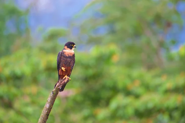exotic bird Bat Falcon, Female, Falco rufigularis ,  Halcn Cuelliblanco