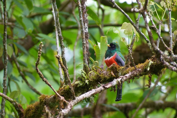 exotic bird Collared Trogon, Male - Trogon collaris - Trogn Collarejo (Viuda Roja, Quetzal Macho)