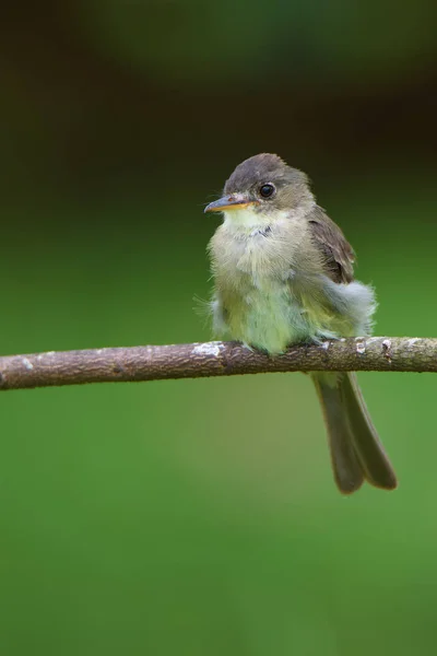 exotic bird Eastern Wood-Pewee, Contopus virens, Pib Oriental