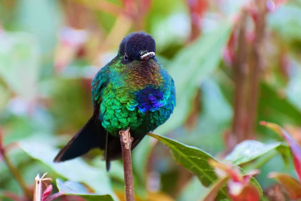 exotic bird Fiery-throated Hummingbird, Panterpe insignis, Colibr Garganta de Fuego