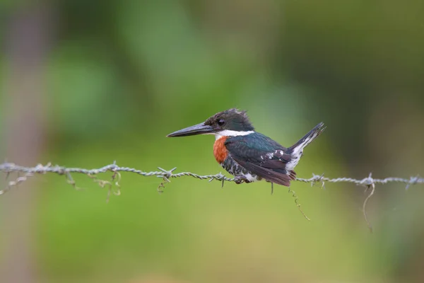 exotic bird Green Kingfisher, Adult Male, Chloroceryle americana, Martn Pescador Verde