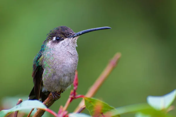 exotic bird Magnificent Hummingbird, Eugenes fulgens, Colibr Magnfico