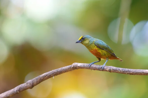 exotic bird Olive-backed Euphonia, Male, Euphonia gouldi, Eufonia Olivcea (Ago, Barranquillo, Culo Rojo, Gere), Macho