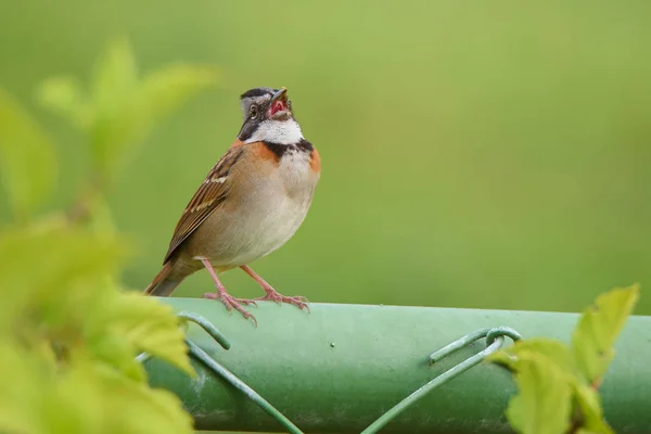 exotic bird Rufous-collared Sparrow, Zonotrichia capensis, Gorrin Copetn