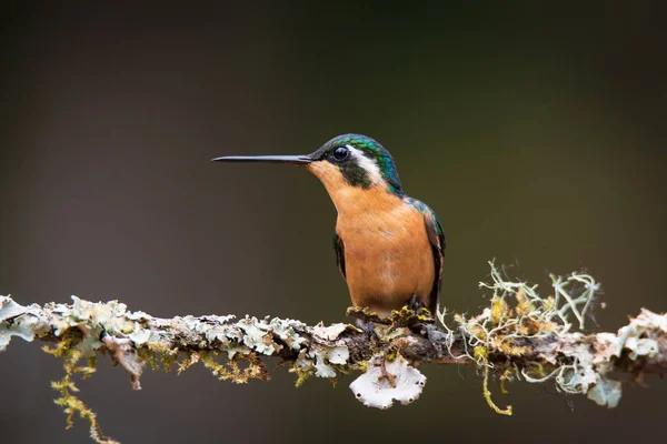 cute bird Purple-throated Mountain-gem, Female, Lampornis calolaemus , Colibr Montaes Gorgimorado