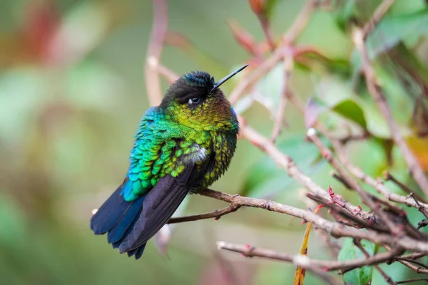 cute bird Fiery-throated Hummingbird, Panterpe insignis, Colibr Garganta de Fuego