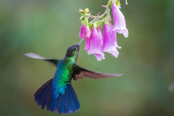 cute bird Fiery-throated Hummingbird, Panterpe insignis, Colibr Garganta de Fuego