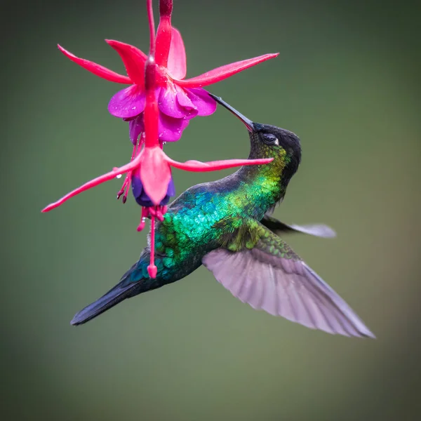 cute bird Fiery-throated Hummingbird, Panterpe insignis, Colibr Garganta de Fuego