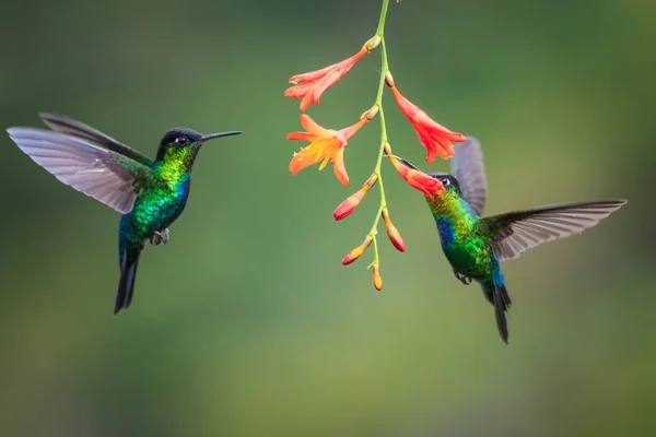cute birds Fiery-throated Hummingbird, Panterpe insignis, Colibr Garganta de Fuego