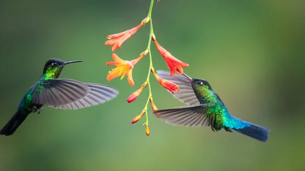 cute birds Fiery-throated Hummingbird, Panterpe insignis, Colibr Garganta de Fuego