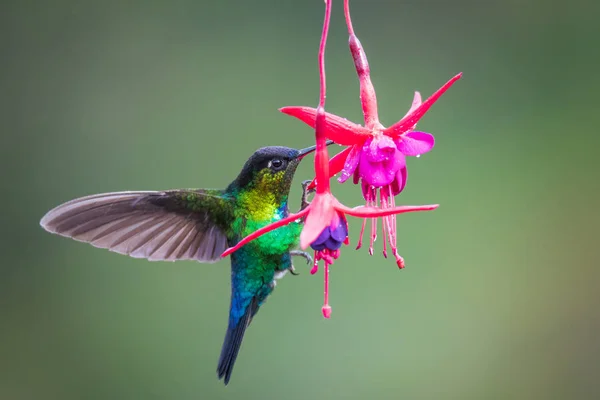 cute bird Fiery-throated Hummingbird, Panterpe insignis, Colibr Garganta de Fuego