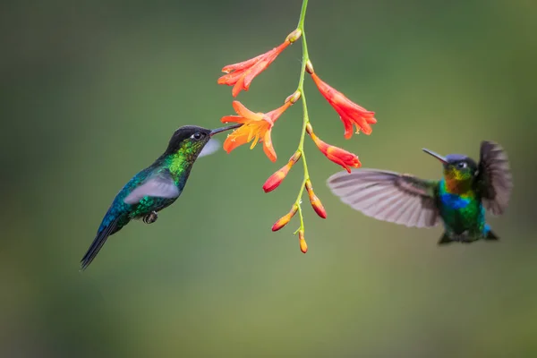 cute birds Fiery-throated Hummingbird, Panterpe insignis, Colibr Garganta de Fuego