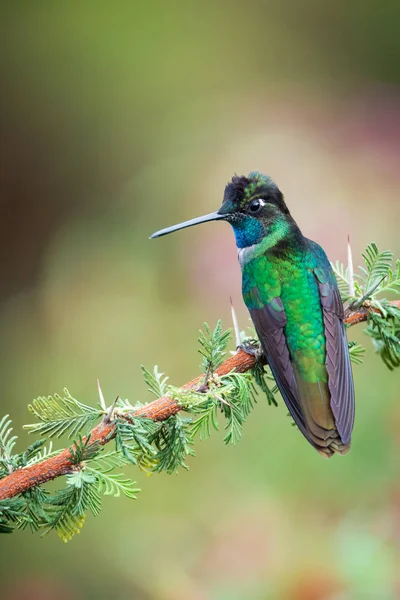 cute bird Talamanca Hummingbird, Male ,  Eugenes spectabilis, Colibr de Talamanca