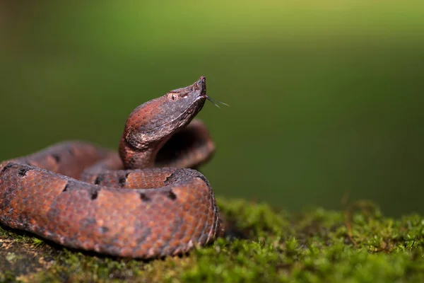 Rainforest Hog-nosed Pit Viper snake,  Porthidium nasutum, Tamag