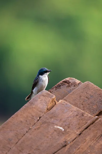 cute bird Mangrove Swallow , Tachycineta albilinea , Golondrina Lomiblanca