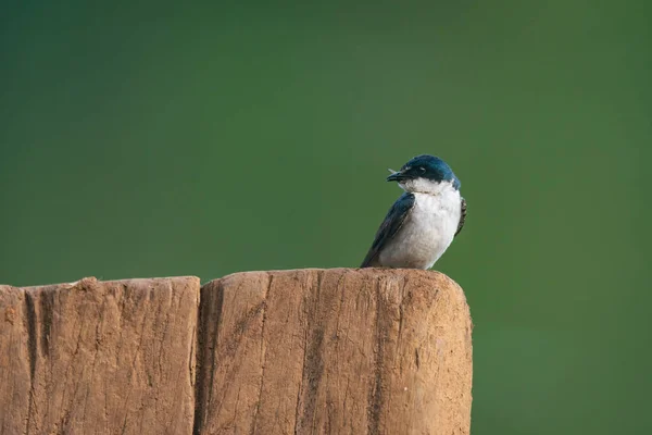 cute bird Mangrove Swallow , Tachycineta albilinea , Golondrina Lomiblanca