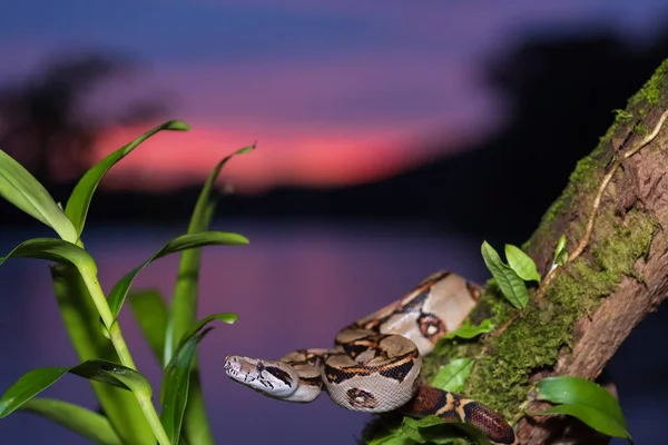 Portrait of Boa Constrictor (Boa constrictor) wrapped around branch