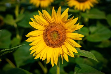 Venedik - sihirli bir şehrin gizli detayları