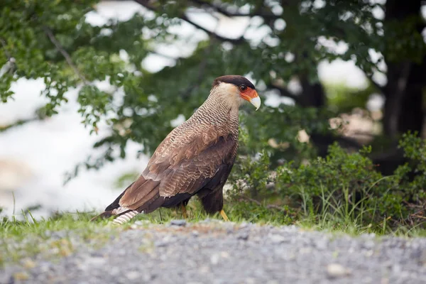 Caracara Ave Presa Patagonia Chile —  Fotos de Stock