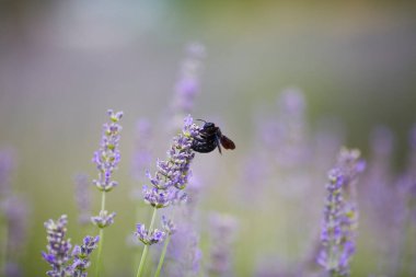 Lavanta çiçeğindeki güzel kelebek