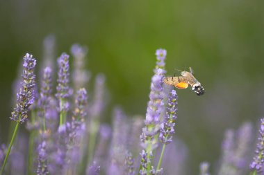 Lavanta çiçeğindeki güzel kelebek