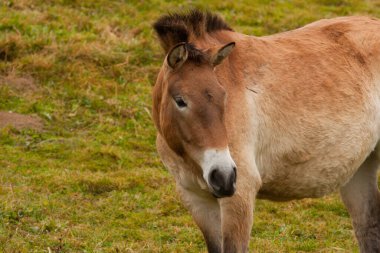 Bayern, Almanya 'daki muhteşem Bayerischer wald