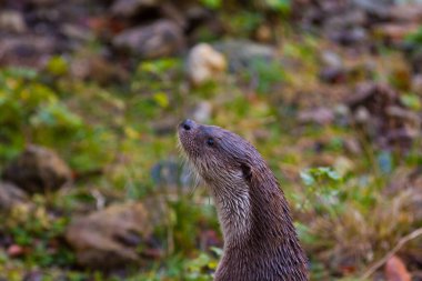 Bayern, Almanya 'daki muhteşem Bayerischer wald