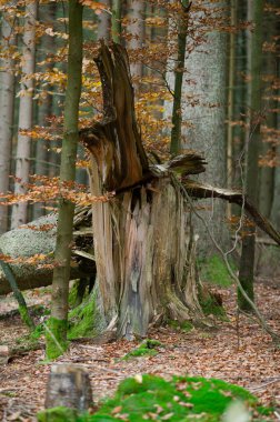 Bayern, Almanya 'daki muhteşem Bayerischer wald
