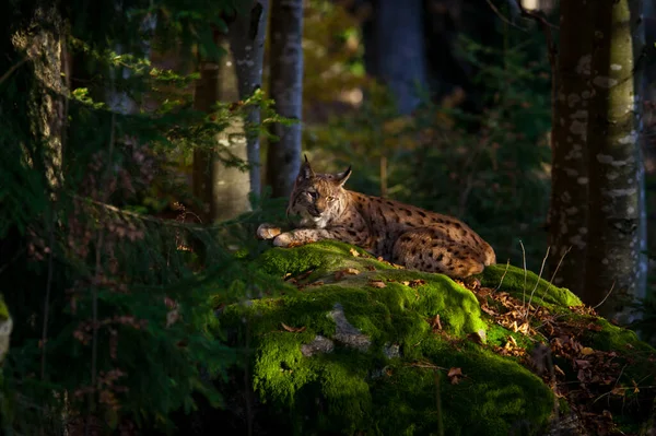 Bayern, Almanya 'daki muhteşem Bayerischer wald