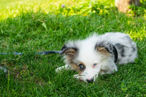 Avustralya çoban köpeği çimlerin üzerinde - çok şirin!