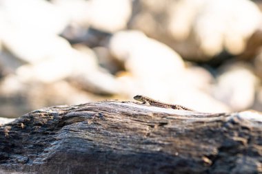 Kertenkele bir odun parçasında