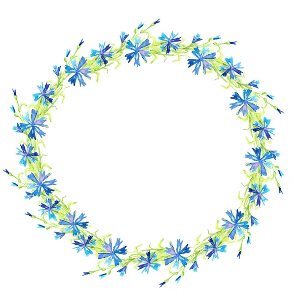 Chicorée Ein Rahmen Ein Kreis Blaue Blüten Stiele Und Blätter — Stockfoto