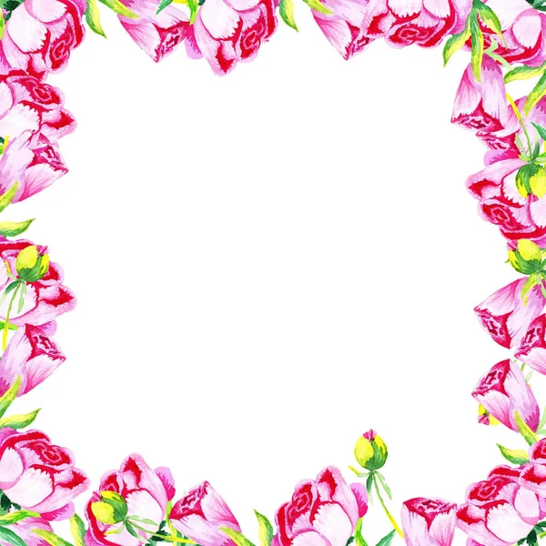 Рамка Sguare Краям Пионы Розового Цвета Яркими Бутонами Зелеными Стеблями Лицензионные Стоковые Фото