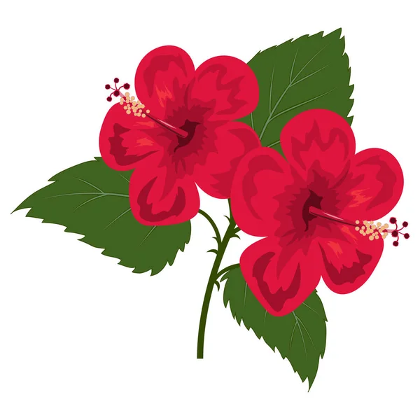 Ilustración Flores Hibisco Rojo — Archivo Imágenes Vectoriales